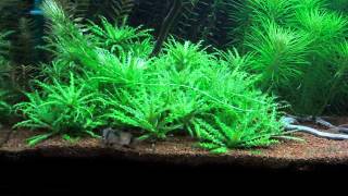 Parade nuptiale Corydoras Panda [upl. by Arlee157]