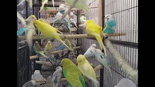 my adult budgies prefer this side of the big cage more perches then toys [upl. by Nicole]