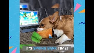 Spring Bark Toys and Treats Collection [upl. by Nawor]