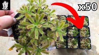 How to Make 50 Plants from One  Propagating Drosera Sundews fly traps [upl. by Aciemaj]