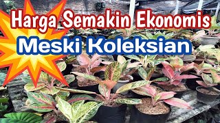 Harga Semakin Ekonomis Meski Koleksian [upl. by Nelehyram]