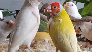 How to Breed Gouldian Finches in an Aviary Breeding Care and Diet for Finches [upl. by Anayhd457]