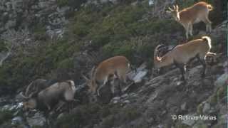 Machos encelados Cabra montesa Capra pyrenaica victoriae Mountain Goat [upl. by Tibbs837]