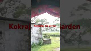 Assam tea garden kokrajhar tea garden tea garden status tea garden motivation status love tea [upl. by Martinez]