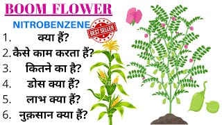 सबसे सस्ता और सबसे अच्छा टानिक  plant growth promoter  nitrobenzene  tonic boom flower [upl. by Wolram250]