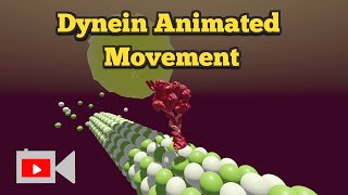 Dynein Animation [upl. by Anolahs938]