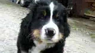 Berner Sennenhund welpen  Bernese Mountain Dogs Puppies [upl. by Alicea]