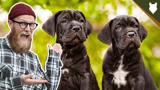 What To Do With A NEW CANE CORSO PUPPY [upl. by Peterec388]