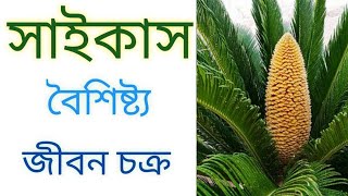 সাইকাস উদ্ভিদের বৈশিষ্ট্য  Cycas plant  Cycas life cycle  Biology Helpline [upl. by Dodwell]