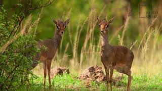 Interesting facts about kirks dik dik by weird square [upl. by Egroeg]