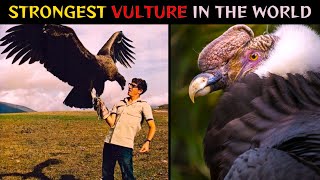 Andean CondorThe Strongest Vulture in the World [upl. by Aitat606]