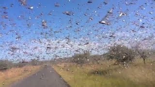 Watch locusts swarm in Madagascar [upl. by Enuj]