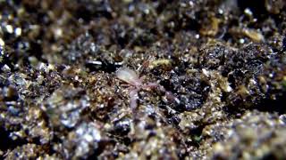 20130515 Pseudoscorpion [upl. by Lsil]