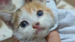 Rescue Calico Kitten named Blossom wants to play with us [upl. by Kim]