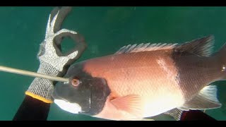 OC Spearfishing for Calico Bass and Sheephead [upl. by Anidan376]