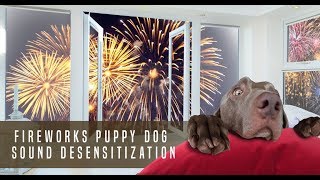 Fireworks Puppy Dog Sound Desensitization [upl. by Aruabea]