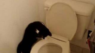 The Incredible Toilet Flushing Cat [upl. by Ielerol534]