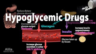 Pharmacology Oral Hypoglycemic Drugs Animation [upl. by Klotz582]