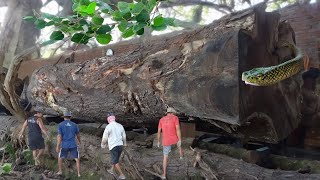 EXTREME SAWSING❗GIANT TREMBESI TREES FROM SMITHTOWN VILLAGE [upl. by Nalak]