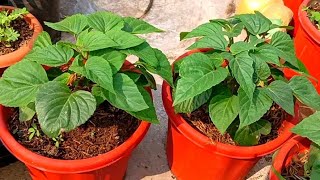 सालविया प्लांट की देखभालकैसे करें उसको घना कैसेबनाएं ll how to take care salvia flowering plant ll [upl. by Nyrrad543]