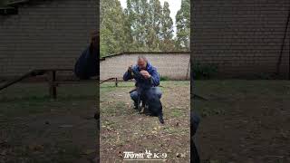 Щенок немецкой овчарки German shepherd puppy puppydog shepherd germanshepherd dog dogs gsd [upl. by Ahsiea116]