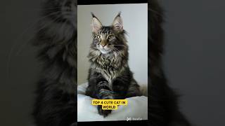 🔥😱TOP 4 CUTE CAT IN WORLD II😱🔥 cats subscribe [upl. by Ariew904]