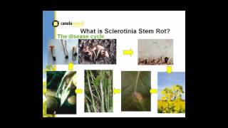 Understanding Sclerotina amp the Risks [upl. by Acimad]