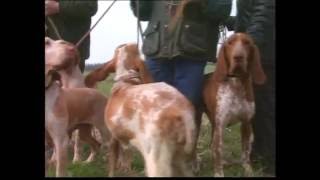 The Gun dog  Pet Dog Documentary [upl. by Ardnaiek]