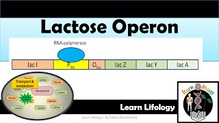 Lac Operon  Regulation of Lac Operon  Negative Regulation  positive Regulation [upl. by Diaz]