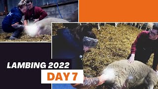 A DAY OF CHOAS AND FIRST TIME LAMBING SHEEP  Vlog 7  Lambing 2022 [upl. by Kala]