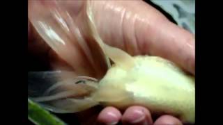 injection of baytril on Goldfish [upl. by Anertal]