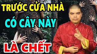 6 Loài cây quotMA QUÁIquot Tuyệt Đối Cấm trồng trước Cửa Nhà dễ dụ Ma Quỷ rước thêm họa vào thânChặt Ngay [upl. by Eerazed]