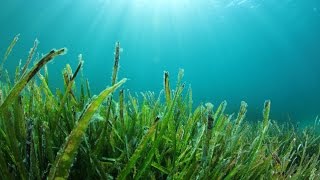 Seagrass video [upl. by Pia]