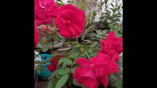 Grow this thornless easy maintenance kashmiri rose plant Give used tea leaves and kitchen compost [upl. by Goldston]