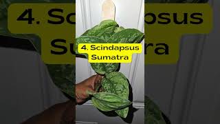 Best Types of Scindapsus Treubii Varieties plants houseplants indoorplants shorts [upl. by Honebein]