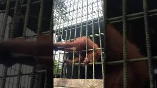 Orangutan grabs zoo visitor who jumped guardrail  USA TODAY Shorts [upl. by Airdni315]