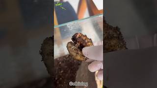 Mantis Religiosa conociendo la larva 🐲🦏 [upl. by Eelyma]