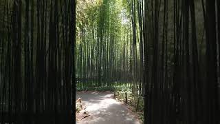 Arashiyama youtubeshorts travel japan kyoto [upl. by Darwin]