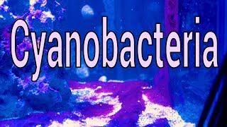 Cyanobacteria What is it How to solve it [upl. by Valentia]