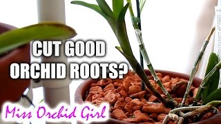 Controversial technique  Cutting good Orchid roots [upl. by Vail]