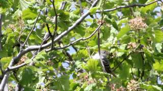 Whitecrested Elaenia or Smallbilled Elaenia [upl. by Oster]