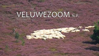 NETHERLANDS heather in bloom Veluwezoom nat park 16 Aug 2023 [upl. by Ojillek561]