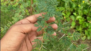 Desi Babool tree  Many uses Information [upl. by Sirhc]