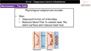 A Level Biology  5114  Temperature Control in Endotherms [upl. by Smail]