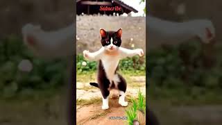 Ca cat catt cute funny dancingcat [upl. by Ahsirtap]