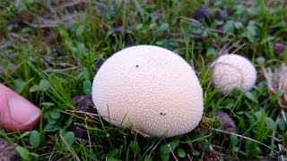 Vascellum pratense Meadow Puffball [upl. by Otsuaf]