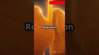 Respiration kya hai class10 biology lifeprocesses facts respiration oxygen viralvideo shorts [upl. by Themis]