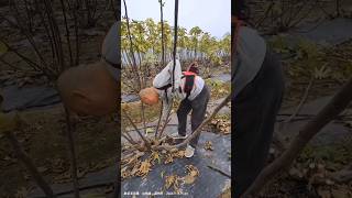 Pruning Fig Trees After Harvest farming agriculture [upl. by Davon]