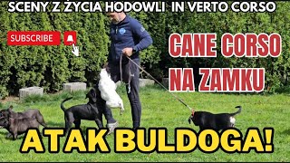 VLOG BULDOGI W NATARCIU Co CANE CORSO robiły na ZAMKU  Sławek i jego magiczne crocsy 😱 PSY i MY😅 [upl. by Bashemeth]