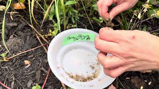 How to harvest Dense Blazing Star Liatris spicata seeds [upl. by Sirrom]